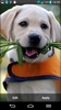 Puppies Live Wallpaper screenshot 3