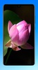 Lotus Wallpaper HD screenshot 10