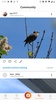 Picture Bird - Bird Identifier screenshot 7
