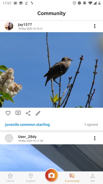 Picture Bird - Bird Identifier - Preview 7