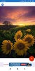 Sunflower HD Wallpapers screenshot 4