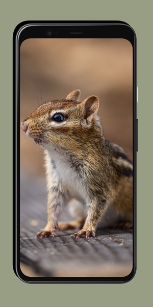 Chipmunk Wallpaper - Preview 1