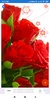 Rose Wallpaper: HD images, Free Pics download screenshot 7