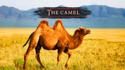 The Camel screenshot 15