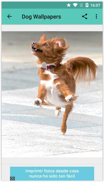 Dog Wallpapers (HD) - Preview 5