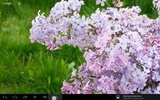 Lilacs Live Wallpaper screenshot 7