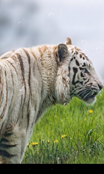 Bengal Tiger - Preview 8