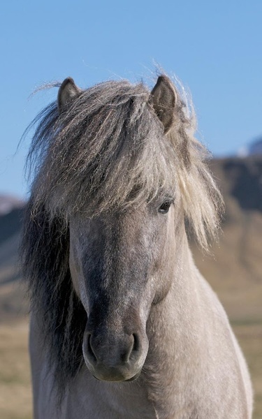Horse HD Live Wallpaper - Preview 2
