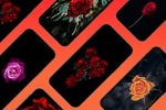 Rose wallpaper hd- Rose flower screenshot 1