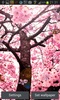 Cherry Blossom Live Wallpaper screenshot 3