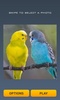 Cute Birds Puzzle screenshot 3