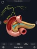Digestive System Anatomy screenshot 1
