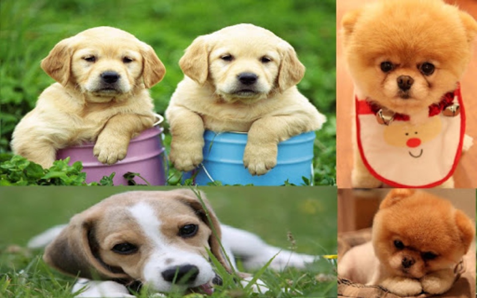 Puppy Wallpaper - Preview 3