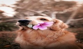 صور كلاب عاليه الدقه screenshot 2