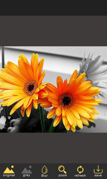 Color Splash Effect - Preview 1