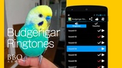 Budgerigar Ringtones screenshot 1