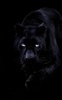 Black Panther Live Wallpaper screenshot 4