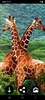 Giraffe Wallpapers screenshot 1