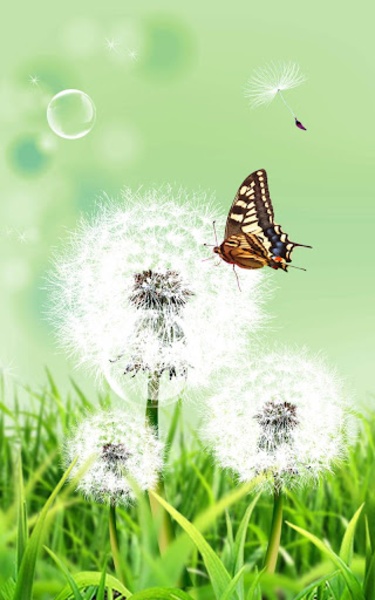 Dandelion Live Wallpaper - Preview 1