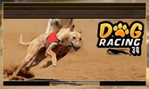 Greyhound Dog Racing 3D screenshot 15