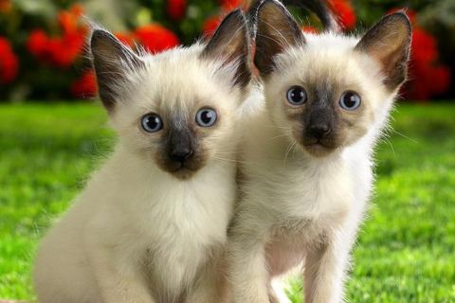 Cat Jigsaw Puzzles - Preview 1