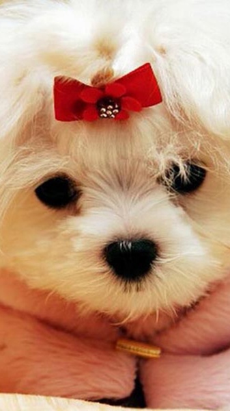 Puppies Wallpapers for Chat - Preview 3