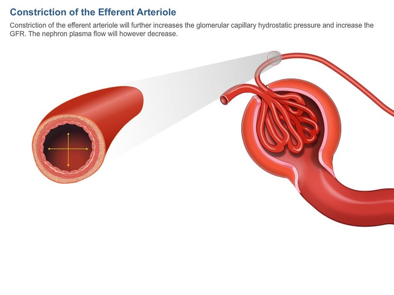 Physiology Learning Pro - Preview 2