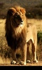 Lion screenshot 7