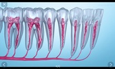 Dental 3D Illustrations screenshot 12