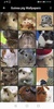 Guinea pig Wallpapers screenshot 3