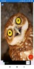 Owl Wallpaper: HD images, Free Pics download screenshot 6