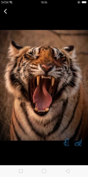 Tiger wallpaper - Preview 1