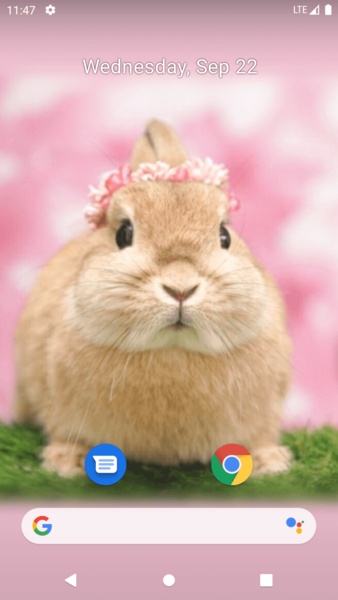 Rabbit Wallpaper - Preview 9