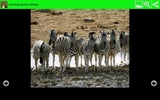 Stunning Animal Wallpapers screenshot 1