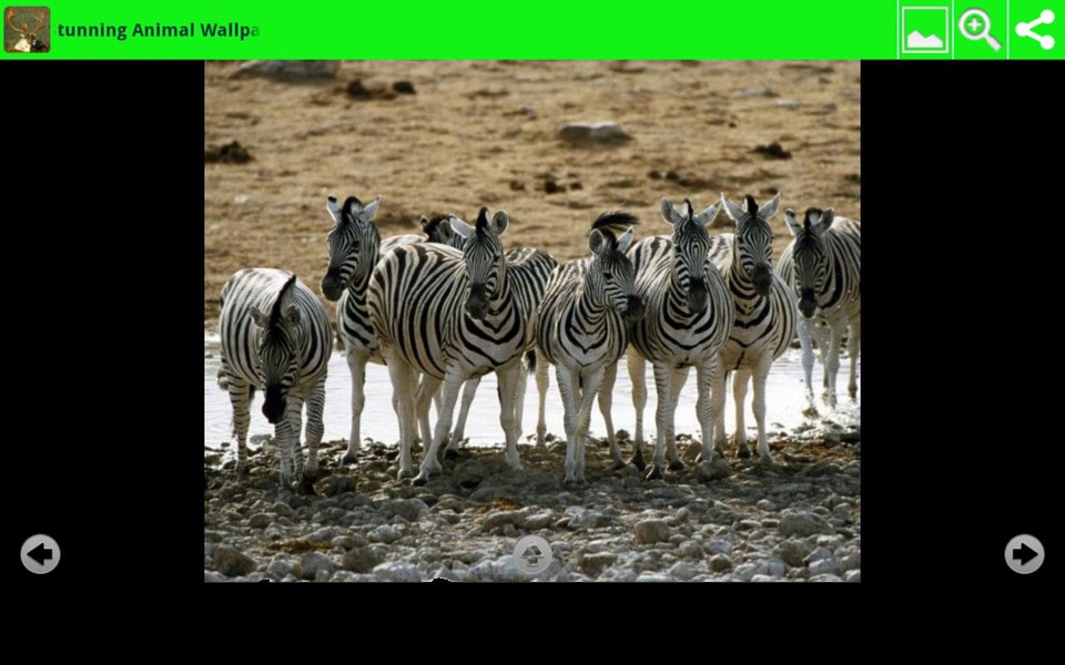 Stunning Animal Wallpapers - Preview 1