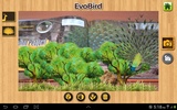 EVO BIRD screenshot 4