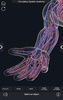 Circulatory System Anatomy screenshot 4