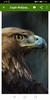 Eagles Wallpapers screenshot 3