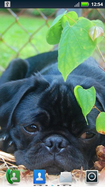 Playful Pugs Live Wallpaper - Preview 1