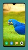 Parrot Wallpapers 4K screenshot 9