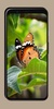 Butterfly Wallpaper OurcreativeApps screenshot 7