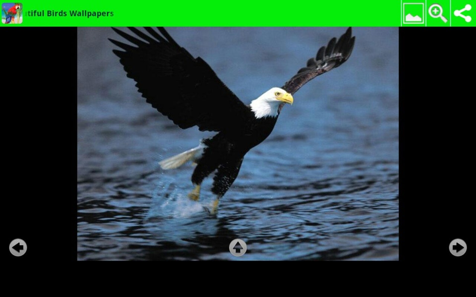 Beautiful Birds Wallpapers - Preview 2