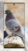 Pigeon wallpaper screenshot 8