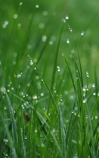 Beautiful Live Wallpaper - Preview 9