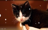 सुंदर बिल्लियों लाइव वॉलपेपर screenshot 7
