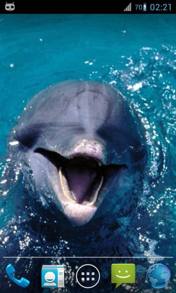 Magic Ripple Cute Dolphin - Preview 5