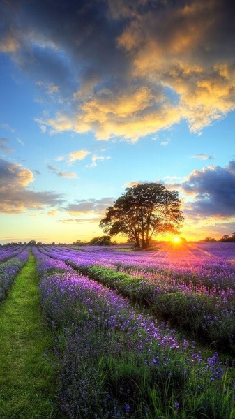 Perfect Sunset Live Wallpaper - Preview 8