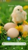 Chick Wallpaper screenshot 2