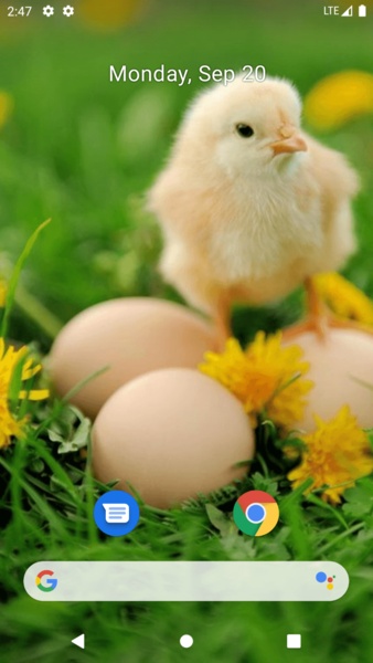 Chick Wallpaper - Preview 2
