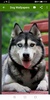 Dog Wallpapers screenshot 5